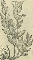 An illustration from Petri Andreae Matthioli Senensis serenissimi Principis Ferdinandi Archiducis Austriae & c., Medici, Commentarii secundo aucti : in libros sex Pedacii Dioscoridis Anazarbei de medica materia. Adiectis quàm plurimis plantarum, & animalium imaginibus quae in priore editione non habentur, eodem authore : his accessit eiusdem apologia adversus Amathum Lusitanum cum censura in eiusdem enarrationes (1558)