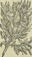 An illustration from Petri Andreae Matthioli Senensis serenissimi Principis Ferdinandi Archiducis Austriae & c., Medici, Commentarii secundo aucti : in libros sex Pedacii Dioscoridis Anazarbei de medica materia. Adiectis quàm plurimis plantarum, & animalium imaginibus quae in priore editione non habentur, eodem authore : his accessit eiusdem apologia adversus Amathum Lusitanum cum censura in eiusdem enarrationes (1558)