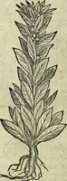 An illustration from Petri Andreae Matthioli Senensis serenissimi Principis Ferdinandi Archiducis Austriae & c., Medici, Commentarii secundo aucti : in libros sex Pedacii Dioscoridis Anazarbei de medica materia. Adiectis quàm plurimis plantarum, & animalium imaginibus quae in priore editione non habentur, eodem authore : his accessit eiusdem apologia adversus Amathum Lusitanum cum censura in eiusdem enarrationes (1558)