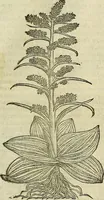 An illustration from Petri Andreae Matthioli Senensis serenissimi Principis Ferdinandi Archiducis Austriae & c., Medici, Commentarii secundo aucti : in libros sex Pedacii Dioscoridis Anazarbei de medica materia. Adiectis quàm plurimis plantarum, & animalium imaginibus quae in priore editione non habentur, eodem authore : his accessit eiusdem apologia adversus Amathum Lusitanum cum censura in eiusdem enarrationes (1558)