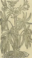 An illustration from Petri Andreae Matthioli Senensis serenissimi Principis Ferdinandi Archiducis Austriae & c., Medici, Commentarii secundo aucti : in libros sex Pedacii Dioscoridis Anazarbei de medica materia. Adiectis quàm plurimis plantarum, & animalium imaginibus quae in priore editione non habentur, eodem authore : his accessit eiusdem apologia adversus Amathum Lusitanum cum censura in eiusdem enarrationes (1558)