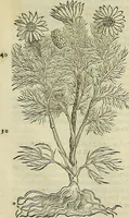 An illustration from Petri Andreae Matthioli Senensis serenissimi Principis Ferdinandi Archiducis Austriae & c., Medici, Commentarii secundo aucti : in libros sex Pedacii Dioscoridis Anazarbei de medica materia. Adiectis quàm plurimis plantarum, & animalium imaginibus quae in priore editione non habentur, eodem authore : his accessit eiusdem apologia adversus Amathum Lusitanum cum censura in eiusdem enarrationes (1558)