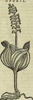 An illustration from Petri Andreae Matthioli Senensis serenissimi Principis Ferdinandi Archiducis Austriae & c., Medici, Commentarii secundo aucti : in libros sex Pedacii Dioscoridis Anazarbei de medica materia. Adiectis quàm plurimis plantarum, & animalium imaginibus quae in priore editione non habentur, eodem authore : his accessit eiusdem apologia adversus Amathum Lusitanum cum censura in eiusdem enarrationes (1558)