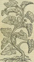 An illustration from Petri Andreae Matthioli Senensis serenissimi Principis Ferdinandi Archiducis Austriae & c., Medici, Commentarii secundo aucti : in libros sex Pedacii Dioscoridis Anazarbei de medica materia. Adiectis quàm plurimis plantarum, & animalium imaginibus quae in priore editione non habentur, eodem authore : his accessit eiusdem apologia adversus Amathum Lusitanum cum censura in eiusdem enarrationes (1558)