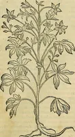 An illustration from Petri Andreae Matthioli Senensis serenissimi Principis Ferdinandi Archiducis Austriae & c., Medici, Commentarii secundo aucti : in libros sex Pedacii Dioscoridis Anazarbei de medica materia. Adiectis quàm plurimis plantarum, & animalium imaginibus quae in priore editione non habentur, eodem authore : his accessit eiusdem apologia adversus Amathum Lusitanum cum censura in eiusdem enarrationes (1558)