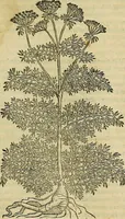 An illustration from Petri Andreae Matthioli Senensis serenissimi Principis Ferdinandi Archiducis Austriae & c., Medici, Commentarii secundo aucti : in libros sex Pedacii Dioscoridis Anazarbei de medica materia. Adiectis quàm plurimis plantarum, & animalium imaginibus quae in priore editione non habentur, eodem authore : his accessit eiusdem apologia adversus Amathum Lusitanum cum censura in eiusdem enarrationes (1558)