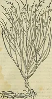 An illustration from Petri Andreae Matthioli Senensis serenissimi Principis Ferdinandi Archiducis Austriae & c., Medici, Commentarii secundo aucti : in libros sex Pedacii Dioscoridis Anazarbei de medica materia. Adiectis quàm plurimis plantarum, & animalium imaginibus quae in priore editione non habentur, eodem authore : his accessit eiusdem apologia adversus Amathum Lusitanum cum censura in eiusdem enarrationes (1558)