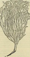 An illustration from Petri Andreae Matthioli Senensis serenissimi Principis Ferdinandi Archiducis Austriae & c., Medici, Commentarii secundo aucti : in libros sex Pedacii Dioscoridis Anazarbei de medica materia. Adiectis quàm plurimis plantarum, & animalium imaginibus quae in priore editione non habentur, eodem authore : his accessit eiusdem apologia adversus Amathum Lusitanum cum censura in eiusdem enarrationes (1558)
