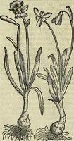 An illustration from Petri Andreae Matthioli Senensis serenissimi Principis Ferdinandi Archiducis Austriae & c., Medici, Commentarii secundo aucti : in libros sex Pedacii Dioscoridis Anazarbei de medica materia. Adiectis quàm plurimis plantarum, & animalium imaginibus quae in priore editione non habentur, eodem authore : his accessit eiusdem apologia adversus Amathum Lusitanum cum censura in eiusdem enarrationes (1558)