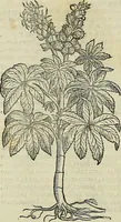 An illustration from Petri Andreae Matthioli Senensis serenissimi Principis Ferdinandi Archiducis Austriae & c., Medici, Commentarii secundo aucti : in libros sex Pedacii Dioscoridis Anazarbei de medica materia. Adiectis quàm plurimis plantarum, & animalium imaginibus quae in priore editione non habentur, eodem authore : his accessit eiusdem apologia adversus Amathum Lusitanum cum censura in eiusdem enarrationes (1558)