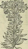 An illustration from Petri Andreae Matthioli Senensis serenissimi Principis Ferdinandi Archiducis Austriae & c., Medici, Commentarii secundo aucti : in libros sex Pedacii Dioscoridis Anazarbei de medica materia. Adiectis quàm plurimis plantarum, & animalium imaginibus quae in priore editione non habentur, eodem authore : his accessit eiusdem apologia adversus Amathum Lusitanum cum censura in eiusdem enarrationes (1558)