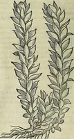 An illustration from Petri Andreae Matthioli Senensis serenissimi Principis Ferdinandi Archiducis Austriae & c., Medici, Commentarii secundo aucti : in libros sex Pedacii Dioscoridis Anazarbei de medica materia. Adiectis quàm plurimis plantarum, & animalium imaginibus quae in priore editione non habentur, eodem authore : his accessit eiusdem apologia adversus Amathum Lusitanum cum censura in eiusdem enarrationes (1558)