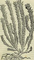 An illustration from Petri Andreae Matthioli Senensis serenissimi Principis Ferdinandi Archiducis Austriae & c., Medici, Commentarii secundo aucti : in libros sex Pedacii Dioscoridis Anazarbei de medica materia. Adiectis quàm plurimis plantarum, & animalium imaginibus quae in priore editione non habentur, eodem authore : his accessit eiusdem apologia adversus Amathum Lusitanum cum censura in eiusdem enarrationes (1558)