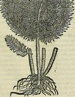 An illustration from Petri Andreae Matthioli Senensis serenissimi Principis Ferdinandi Archiducis Austriae & c., Medici, Commentarii secundo aucti : in libros sex Pedacii Dioscoridis Anazarbei de medica materia. Adiectis quàm plurimis plantarum, & animalium imaginibus quae in priore editione non habentur, eodem authore : his accessit eiusdem apologia adversus Amathum Lusitanum cum censura in eiusdem enarrationes (1558)