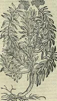 An illustration from Petri Andreae Matthioli Senensis serenissimi Principis Ferdinandi Archiducis Austriae & c., Medici, Commentarii secundo aucti : in libros sex Pedacii Dioscoridis Anazarbei de medica materia. Adiectis quàm plurimis plantarum, & animalium imaginibus quae in priore editione non habentur, eodem authore : his accessit eiusdem apologia adversus Amathum Lusitanum cum censura in eiusdem enarrationes (1558)