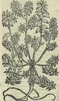 An illustration from Petri Andreae Matthioli Senensis serenissimi Principis Ferdinandi Archiducis Austriae & c., Medici, Commentarii secundo aucti : in libros sex Pedacii Dioscoridis Anazarbei de medica materia. Adiectis quàm plurimis plantarum, & animalium imaginibus quae in priore editione non habentur, eodem authore : his accessit eiusdem apologia adversus Amathum Lusitanum cum censura in eiusdem enarrationes (1558)