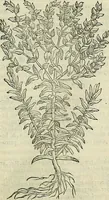 An illustration from Petri Andreae Matthioli Senensis serenissimi Principis Ferdinandi Archiducis Austriae & c., Medici, Commentarii secundo aucti : in libros sex Pedacii Dioscoridis Anazarbei de medica materia. Adiectis quàm plurimis plantarum, & animalium imaginibus quae in priore editione non habentur, eodem authore : his accessit eiusdem apologia adversus Amathum Lusitanum cum censura in eiusdem enarrationes (1558)