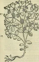 An illustration from Petri Andreae Matthioli Senensis serenissimi Principis Ferdinandi Archiducis Austriae & c., Medici, Commentarii secundo aucti : in libros sex Pedacii Dioscoridis Anazarbei de medica materia. Adiectis quàm plurimis plantarum, & animalium imaginibus quae in priore editione non habentur, eodem authore : his accessit eiusdem apologia adversus Amathum Lusitanum cum censura in eiusdem enarrationes (1558)