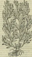 An illustration from Petri Andreae Matthioli Senensis serenissimi Principis Ferdinandi Archiducis Austriae & c., Medici, Commentarii secundo aucti : in libros sex Pedacii Dioscoridis Anazarbei de medica materia. Adiectis quàm plurimis plantarum, & animalium imaginibus quae in priore editione non habentur, eodem authore : his accessit eiusdem apologia adversus Amathum Lusitanum cum censura in eiusdem enarrationes (1558)