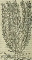An illustration from Petri Andreae Matthioli Senensis serenissimi Principis Ferdinandi Archiducis Austriae & c., Medici, Commentarii secundo aucti : in libros sex Pedacii Dioscoridis Anazarbei de medica materia. Adiectis quàm plurimis plantarum, & animalium imaginibus quae in priore editione non habentur, eodem authore : his accessit eiusdem apologia adversus Amathum Lusitanum cum censura in eiusdem enarrationes (1558)