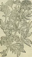 An illustration from Petri Andreae Matthioli Senensis serenissimi Principis Ferdinandi Archiducis Austriae & c., Medici, Commentarii secundo aucti : in libros sex Pedacii Dioscoridis Anazarbei de medica materia. Adiectis quàm plurimis plantarum, & animalium imaginibus quae in priore editione non habentur, eodem authore : his accessit eiusdem apologia adversus Amathum Lusitanum cum censura in eiusdem enarrationes (1558)