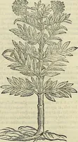 An illustration from Petri Andreae Matthioli Senensis serenissimi Principis Ferdinandi Archiducis Austriae & c., Medici, Commentarii secundo aucti : in libros sex Pedacii Dioscoridis Anazarbei de medica materia. Adiectis quàm plurimis plantarum, & animalium imaginibus quae in priore editione non habentur, eodem authore : his accessit eiusdem apologia adversus Amathum Lusitanum cum censura in eiusdem enarrationes (1558)