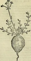 An illustration from Petri Andreae Matthioli Senensis serenissimi Principis Ferdinandi Archiducis Austriae & c., Medici, Commentarii secundo aucti : in libros sex Pedacii Dioscoridis Anazarbei de medica materia. Adiectis quàm plurimis plantarum, & animalium imaginibus quae in priore editione non habentur, eodem authore : his accessit eiusdem apologia adversus Amathum Lusitanum cum censura in eiusdem enarrationes (1558)