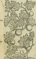 An illustration from Petri Andreae Matthioli Senensis serenissimi Principis Ferdinandi Archiducis Austriae & c., Medici, Commentarii secundo aucti : in libros sex Pedacii Dioscoridis Anazarbei de medica materia. Adiectis quàm plurimis plantarum, & animalium imaginibus quae in priore editione non habentur, eodem authore : his accessit eiusdem apologia adversus Amathum Lusitanum cum censura in eiusdem enarrationes (1558)