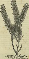 An illustration from Petri Andreae Matthioli Senensis serenissimi Principis Ferdinandi Archiducis Austriae & c., Medici, Commentarii secundo aucti : in libros sex Pedacii Dioscoridis Anazarbei de medica materia. Adiectis quàm plurimis plantarum, & animalium imaginibus quae in priore editione non habentur, eodem authore : his accessit eiusdem apologia adversus Amathum Lusitanum cum censura in eiusdem enarrationes (1558)