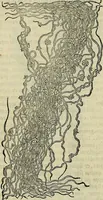 An illustration from Petri Andreae Matthioli Senensis serenissimi Principis Ferdinandi Archiducis Austriae & c., Medici, Commentarii secundo aucti : in libros sex Pedacii Dioscoridis Anazarbei de medica materia. Adiectis quàm plurimis plantarum, & animalium imaginibus quae in priore editione non habentur, eodem authore : his accessit eiusdem apologia adversus Amathum Lusitanum cum censura in eiusdem enarrationes (1558)