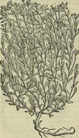 An illustration from Petri Andreae Matthioli Senensis serenissimi Principis Ferdinandi Archiducis Austriae & c., Medici, Commentarii secundo aucti : in libros sex Pedacii Dioscoridis Anazarbei de medica materia. Adiectis quàm plurimis plantarum, & animalium imaginibus quae in priore editione non habentur, eodem authore : his accessit eiusdem apologia adversus Amathum Lusitanum cum censura in eiusdem enarrationes (1558)
