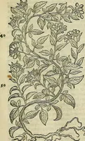 An illustration from Petri Andreae Matthioli Senensis serenissimi Principis Ferdinandi Archiducis Austriae & c., Medici, Commentarii secundo aucti : in libros sex Pedacii Dioscoridis Anazarbei de medica materia. Adiectis quàm plurimis plantarum, & animalium imaginibus quae in priore editione non habentur, eodem authore : his accessit eiusdem apologia adversus Amathum Lusitanum cum censura in eiusdem enarrationes (1558)