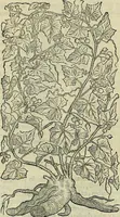 An illustration from Petri Andreae Matthioli Senensis serenissimi Principis Ferdinandi Archiducis Austriae & c., Medici, Commentarii secundo aucti : in libros sex Pedacii Dioscoridis Anazarbei de medica materia. Adiectis quàm plurimis plantarum, & animalium imaginibus quae in priore editione non habentur, eodem authore : his accessit eiusdem apologia adversus Amathum Lusitanum cum censura in eiusdem enarrationes (1558)