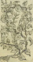 An illustration from Petri Andreae Matthioli Senensis serenissimi Principis Ferdinandi Archiducis Austriae & c., Medici, Commentarii secundo aucti : in libros sex Pedacii Dioscoridis Anazarbei de medica materia. Adiectis quàm plurimis plantarum, & animalium imaginibus quae in priore editione non habentur, eodem authore : his accessit eiusdem apologia adversus Amathum Lusitanum cum censura in eiusdem enarrationes (1558)