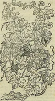 An illustration from Petri Andreae Matthioli Senensis serenissimi Principis Ferdinandi Archiducis Austriae & c., Medici, Commentarii secundo aucti : in libros sex Pedacii Dioscoridis Anazarbei de medica materia. Adiectis quàm plurimis plantarum, & animalium imaginibus quae in priore editione non habentur, eodem authore : his accessit eiusdem apologia adversus Amathum Lusitanum cum censura in eiusdem enarrationes (1558)