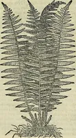 An illustration from Petri Andreae Matthioli Senensis serenissimi Principis Ferdinandi Archiducis Austriae & c., Medici, Commentarii secundo aucti : in libros sex Pedacii Dioscoridis Anazarbei de medica materia. Adiectis quàm plurimis plantarum, & animalium imaginibus quae in priore editione non habentur, eodem authore : his accessit eiusdem apologia adversus Amathum Lusitanum cum censura in eiusdem enarrationes (1558)