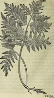 An illustration from Petri Andreae Matthioli Senensis serenissimi Principis Ferdinandi Archiducis Austriae & c., Medici, Commentarii secundo aucti : in libros sex Pedacii Dioscoridis Anazarbei de medica materia. Adiectis quàm plurimis plantarum, & animalium imaginibus quae in priore editione non habentur, eodem authore : his accessit eiusdem apologia adversus Amathum Lusitanum cum censura in eiusdem enarrationes (1558)