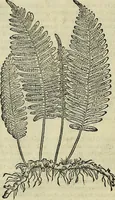 An illustration from Petri Andreae Matthioli Senensis serenissimi Principis Ferdinandi Archiducis Austriae & c., Medici, Commentarii secundo aucti : in libros sex Pedacii Dioscoridis Anazarbei de medica materia. Adiectis quàm plurimis plantarum, & animalium imaginibus quae in priore editione non habentur, eodem authore : his accessit eiusdem apologia adversus Amathum Lusitanum cum censura in eiusdem enarrationes (1558)