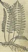 An illustration from Petri Andreae Matthioli Senensis serenissimi Principis Ferdinandi Archiducis Austriae & c., Medici, Commentarii secundo aucti : in libros sex Pedacii Dioscoridis Anazarbei de medica materia. Adiectis quàm plurimis plantarum, & animalium imaginibus quae in priore editione non habentur, eodem authore : his accessit eiusdem apologia adversus Amathum Lusitanum cum censura in eiusdem enarrationes (1558)