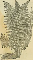 An illustration from Petri Andreae Matthioli Senensis serenissimi Principis Ferdinandi Archiducis Austriae & c., Medici, Commentarii secundo aucti : in libros sex Pedacii Dioscoridis Anazarbei de medica materia. Adiectis quàm plurimis plantarum, & animalium imaginibus quae in priore editione non habentur, eodem authore : his accessit eiusdem apologia adversus Amathum Lusitanum cum censura in eiusdem enarrationes (1558)