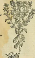 An illustration from Petri Andreae Matthioli Senensis serenissimi Principis Ferdinandi Archiducis Austriae & c., Medici, Commentarii secundo aucti : in libros sex Pedacii Dioscoridis Anazarbei de medica materia. Adiectis quàm plurimis plantarum, & animalium imaginibus quae in priore editione non habentur, eodem authore : his accessit eiusdem apologia adversus Amathum Lusitanum cum censura in eiusdem enarrationes (1558)