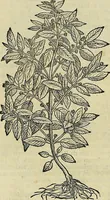 An illustration from Petri Andreae Matthioli Senensis serenissimi Principis Ferdinandi Archiducis Austriae & c., Medici, Commentarii secundo aucti : in libros sex Pedacii Dioscoridis Anazarbei de medica materia. Adiectis quàm plurimis plantarum, & animalium imaginibus quae in priore editione non habentur, eodem authore : his accessit eiusdem apologia adversus Amathum Lusitanum cum censura in eiusdem enarrationes (1558)