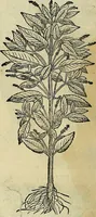 An illustration from Petri Andreae Matthioli Senensis serenissimi Principis Ferdinandi Archiducis Austriae & c., Medici, Commentarii secundo aucti : in libros sex Pedacii Dioscoridis Anazarbei de medica materia. Adiectis quàm plurimis plantarum, & animalium imaginibus quae in priore editione non habentur, eodem authore : his accessit eiusdem apologia adversus Amathum Lusitanum cum censura in eiusdem enarrationes (1558)