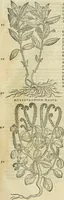 An illustration from Petri Andreae Matthioli Senensis serenissimi Principis Ferdinandi Archiducis Austriae & c., Medici, Commentarii secundo aucti : in libros sex Pedacii Dioscoridis Anazarbei de medica materia. Adiectis quàm plurimis plantarum, & animalium imaginibus quae in priore editione non habentur, eodem authore : his accessit eiusdem apologia adversus Amathum Lusitanum cum censura in eiusdem enarrationes (1558)