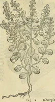 An illustration from Petri Andreae Matthioli Senensis serenissimi Principis Ferdinandi Archiducis Austriae & c., Medici, Commentarii secundo aucti : in libros sex Pedacii Dioscoridis Anazarbei de medica materia. Adiectis quàm plurimis plantarum, & animalium imaginibus quae in priore editione non habentur, eodem authore : his accessit eiusdem apologia adversus Amathum Lusitanum cum censura in eiusdem enarrationes (1558)