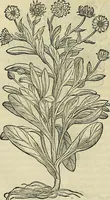 An illustration from Petri Andreae Matthioli Senensis serenissimi Principis Ferdinandi Archiducis Austriae & c., Medici, Commentarii secundo aucti : in libros sex Pedacii Dioscoridis Anazarbei de medica materia. Adiectis quàm plurimis plantarum, & animalium imaginibus quae in priore editione non habentur, eodem authore : his accessit eiusdem apologia adversus Amathum Lusitanum cum censura in eiusdem enarrationes (1558)