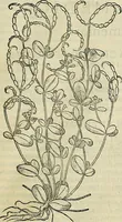 An illustration from Petri Andreae Matthioli Senensis serenissimi Principis Ferdinandi Archiducis Austriae & c., Medici, Commentarii secundo aucti : in libros sex Pedacii Dioscoridis Anazarbei de medica materia. Adiectis quàm plurimis plantarum, & animalium imaginibus quae in priore editione non habentur, eodem authore : his accessit eiusdem apologia adversus Amathum Lusitanum cum censura in eiusdem enarrationes (1558)