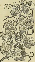 An illustration from Petri Andreae Matthioli Senensis serenissimi Principis Ferdinandi Archiducis Austriae & c., Medici, Commentarii secundo aucti : in libros sex Pedacii Dioscoridis Anazarbei de medica materia. Adiectis quàm plurimis plantarum, & animalium imaginibus quae in priore editione non habentur, eodem authore : his accessit eiusdem apologia adversus Amathum Lusitanum cum censura in eiusdem enarrationes (1558)