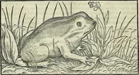 An illustration from Petri Andreae Matthioli Senensis serenissimi Principis Ferdinandi Archiducis Austriae & c., Medici, Commentarii secundo aucti : in libros sex Pedacii Dioscoridis Anazarbei de medica materia. Adiectis quàm plurimis plantarum, & animalium imaginibus quae in priore editione non habentur, eodem authore : his accessit eiusdem apologia adversus Amathum Lusitanum cum censura in eiusdem enarrationes (1558)