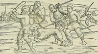 An illustration from Petri Andreae Matthioli Senensis serenissimi Principis Ferdinandi Archiducis Austriae & c., Medici, Commentarii secundo aucti : in libros sex Pedacii Dioscoridis Anazarbei de medica materia. Adiectis quàm plurimis plantarum, & animalium imaginibus quae in priore editione non habentur, eodem authore : his accessit eiusdem apologia adversus Amathum Lusitanum cum censura in eiusdem enarrationes (1558)